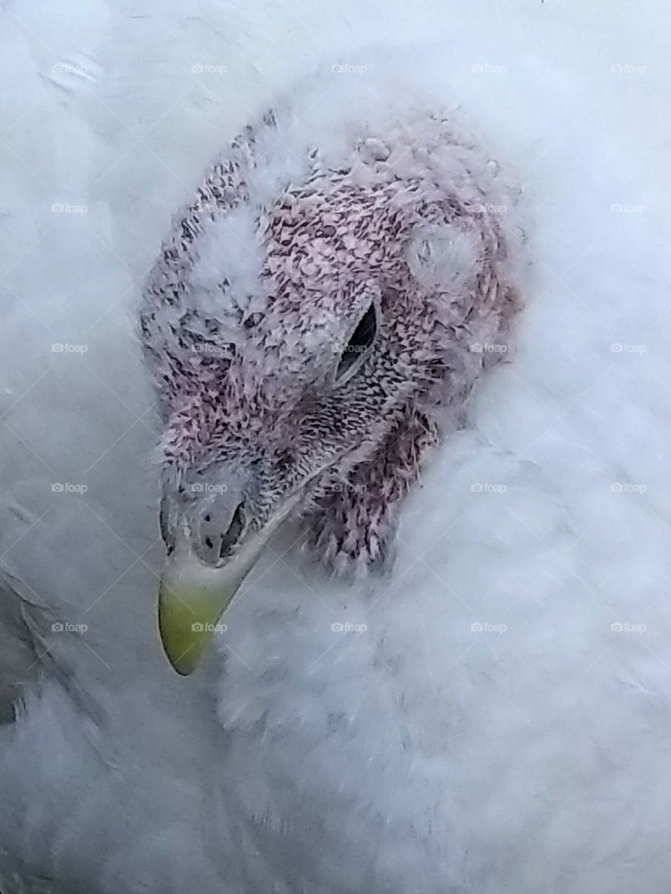 Turkey with new feathers