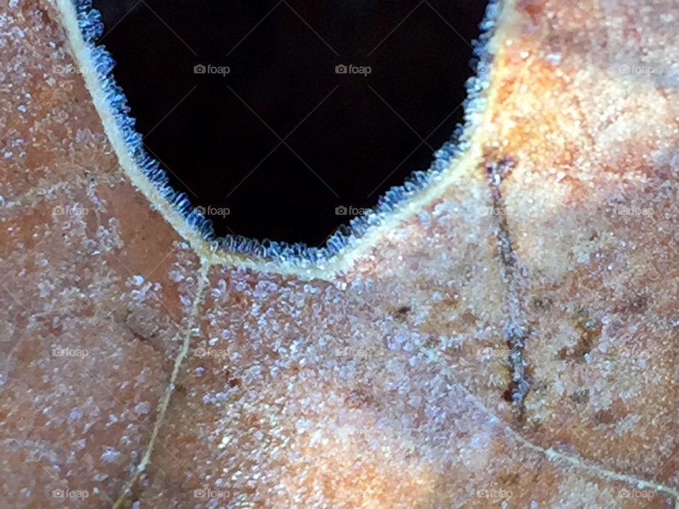 Extreme close-up of frozen leaf