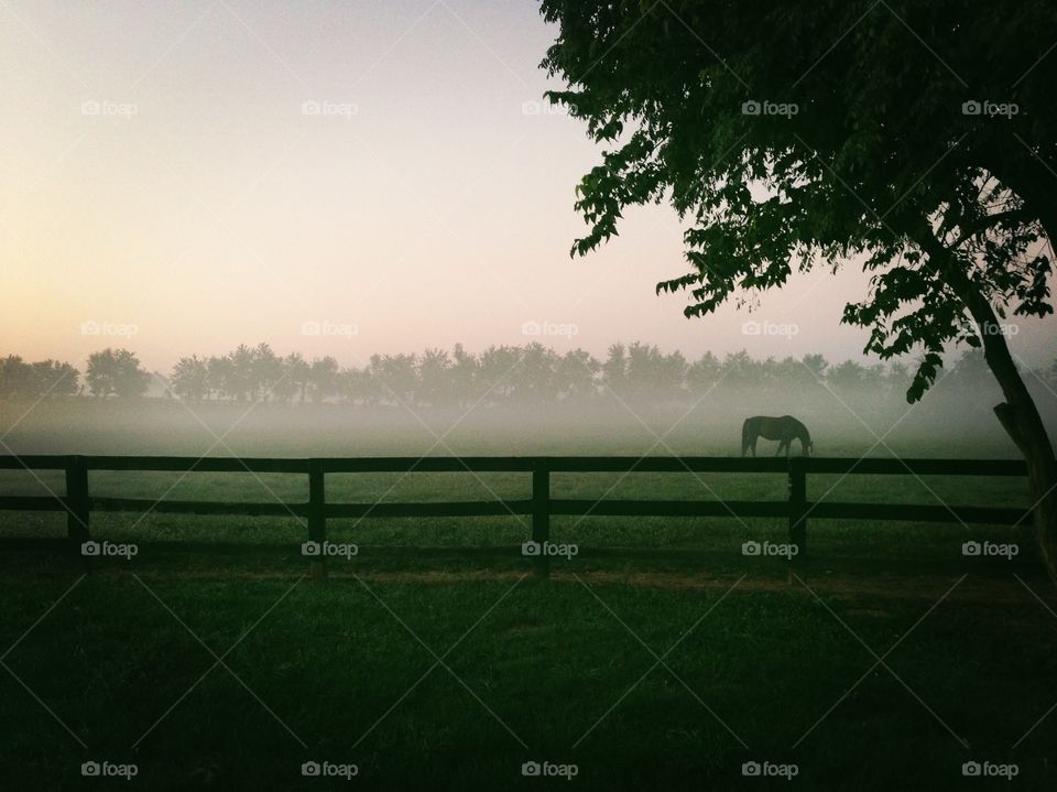 Horse grazing on farm in foggy weather