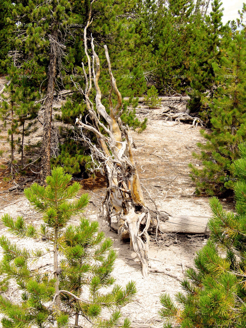 trees forest woods trunk by refocusphoto