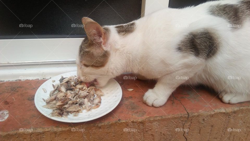 A cat eats his favorite fish meal.