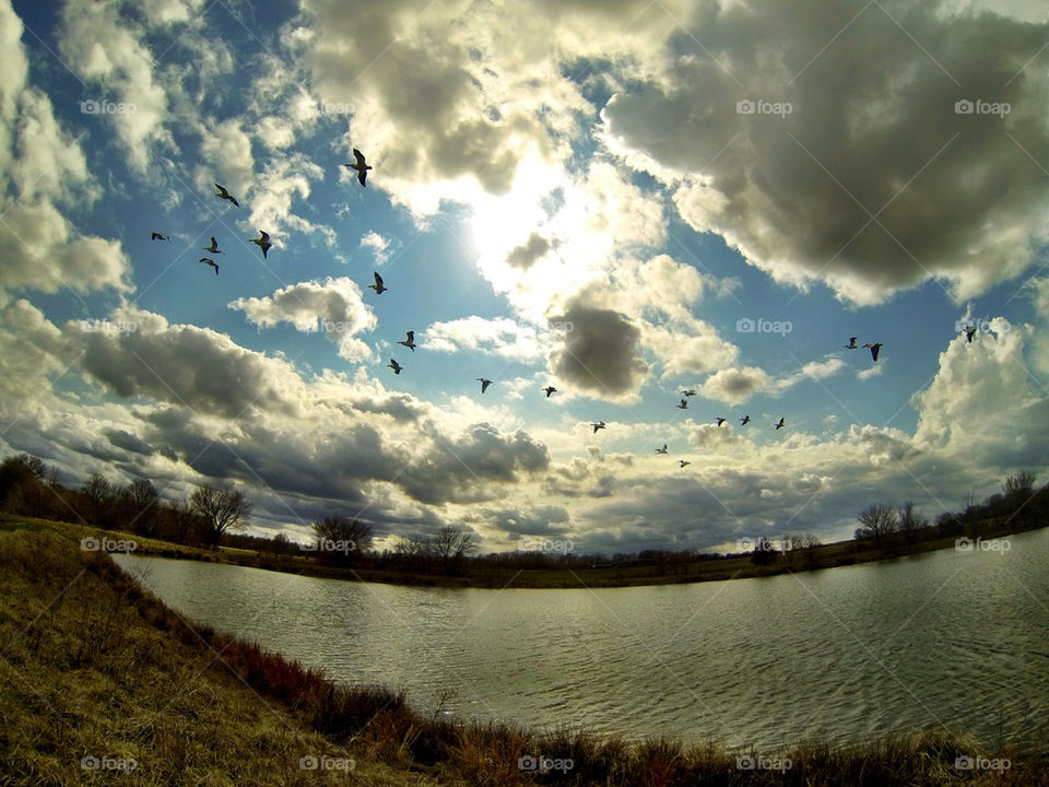 Birds take flight over water.