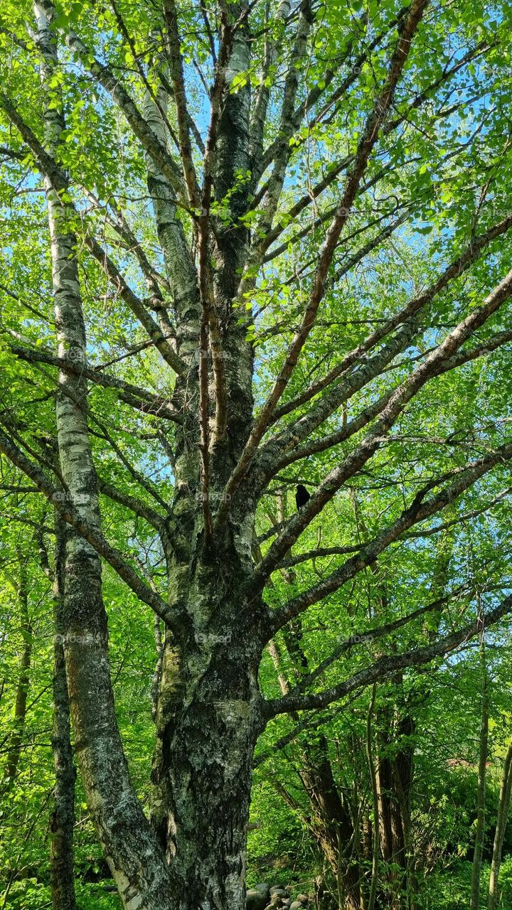 A blackbird sits and sings on a birch branch