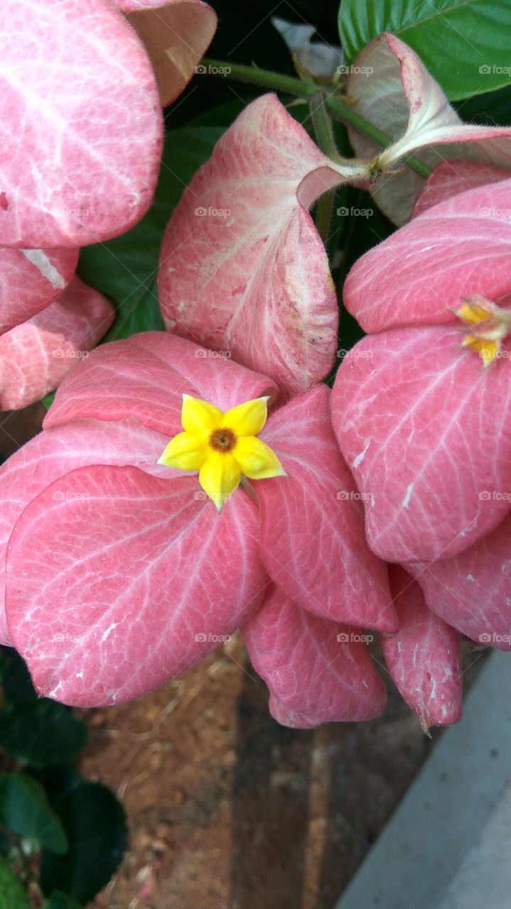 colourful leafs 
 middle of small flowers
