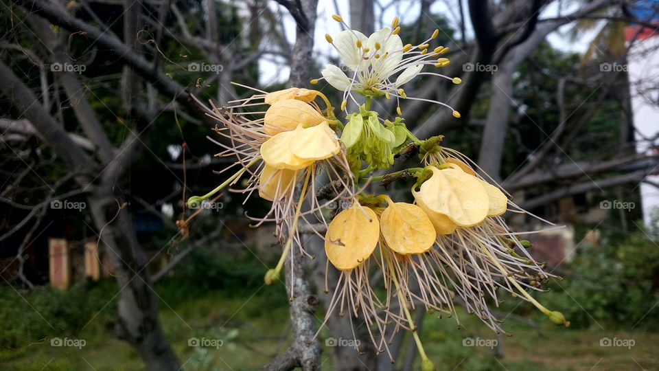 the most beautiful blooming mixing colour flowers in my farm