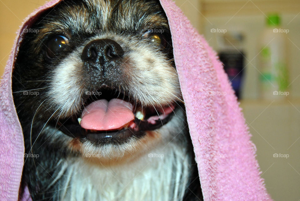 Extreme close-up of pekingese dog