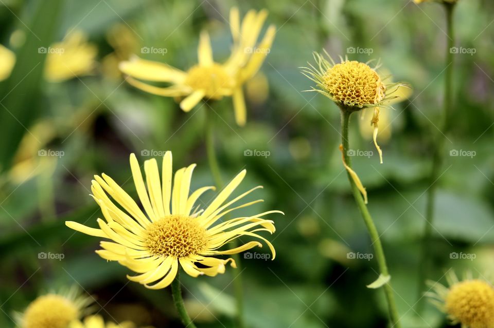 magical world of flowers