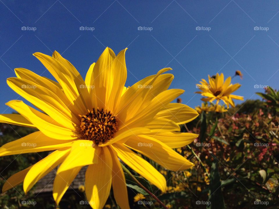 sky yellow flower blue by canadapanda