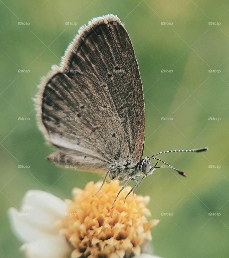 Common Grass Blue Butterfly