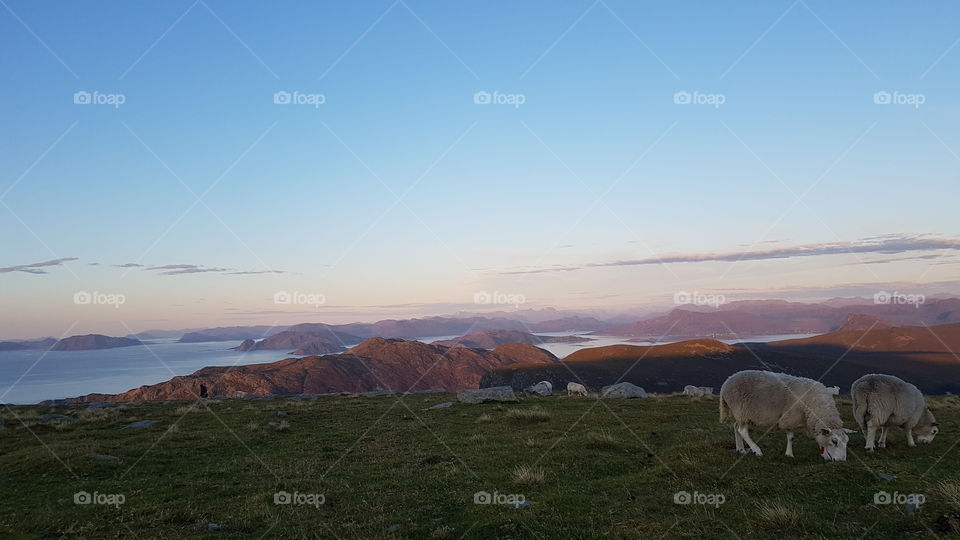 Sheep at the top of Vestkapp Mountain (Stadlandet) at sunset, Norway.