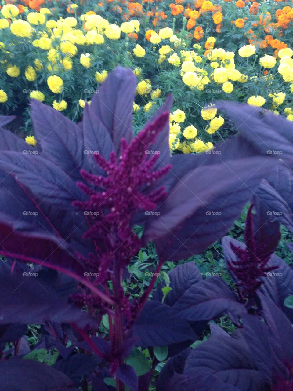 Purple flowers