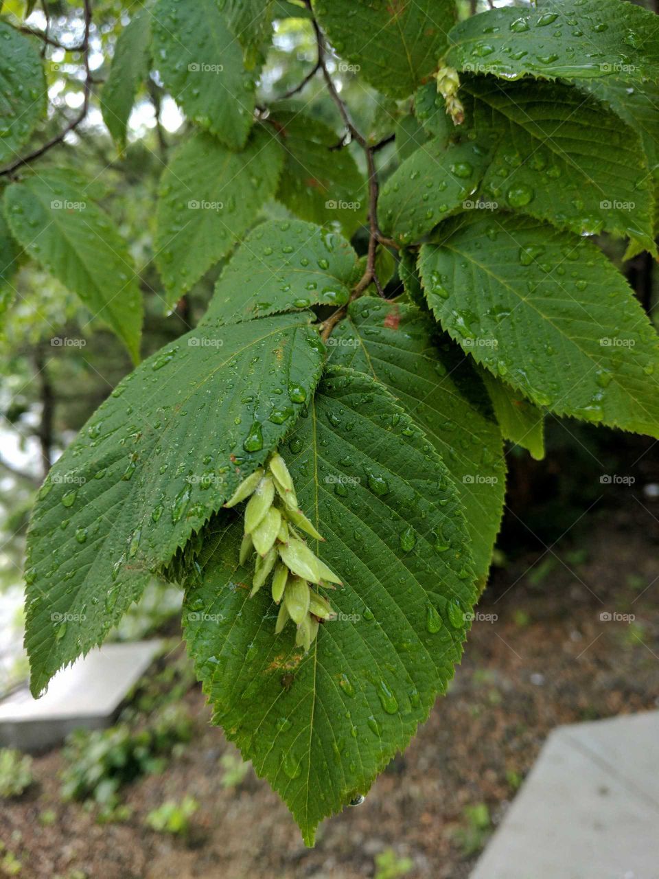 leaves