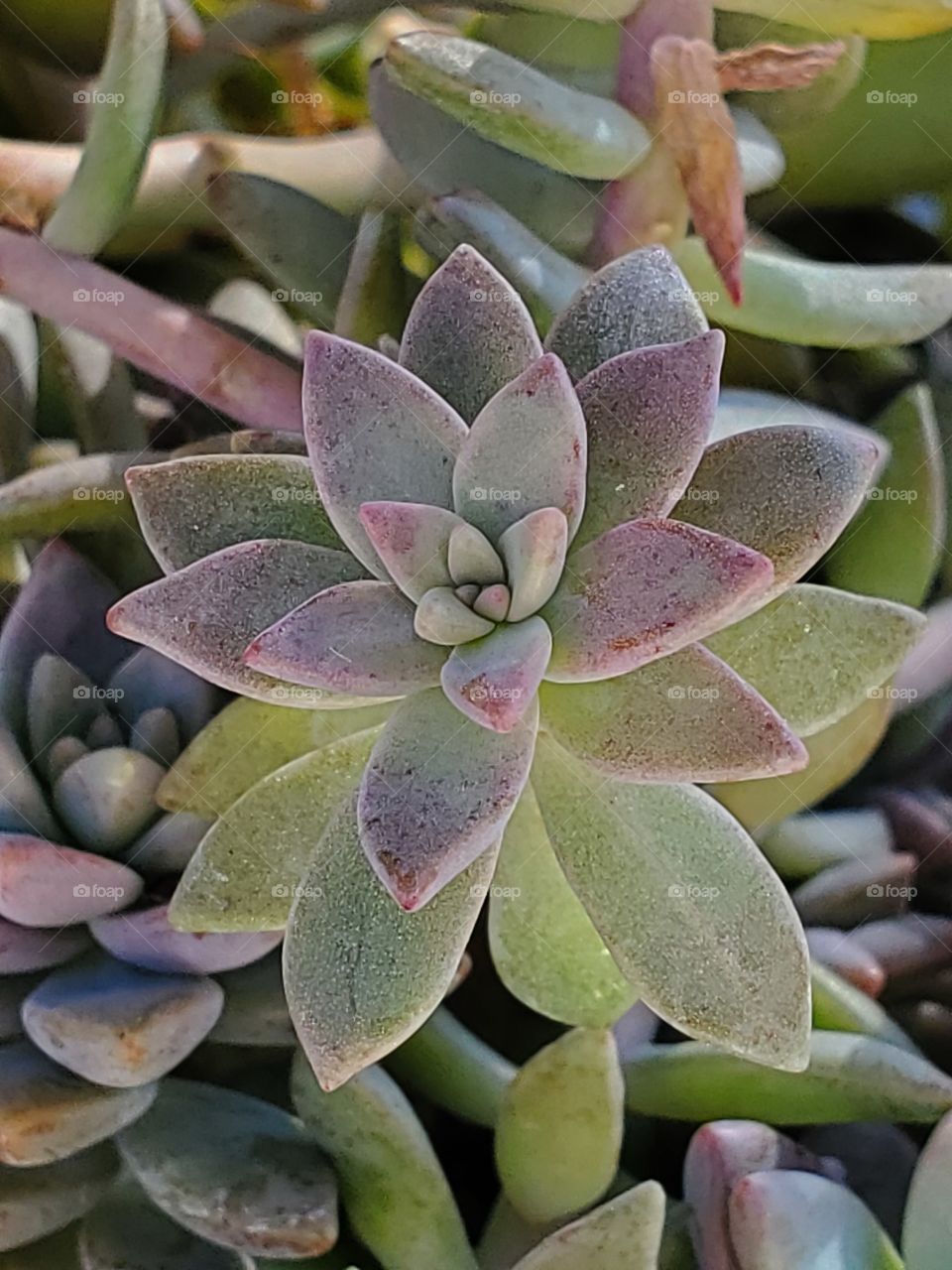 succulent