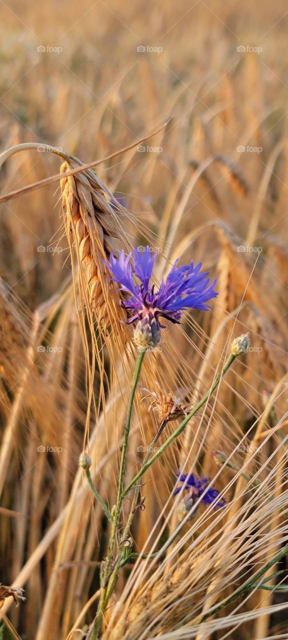 Wheat plantation