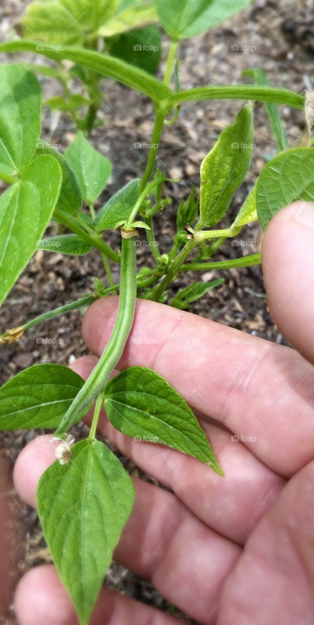 garden green bean