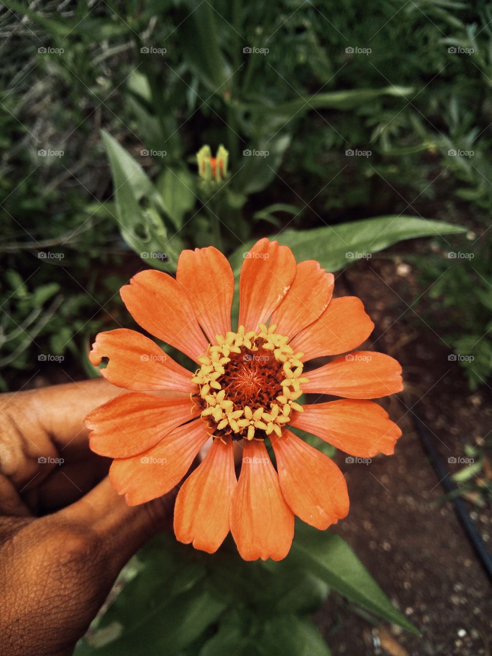 Zinnia beautiful flowers garden beauty shot on Camera