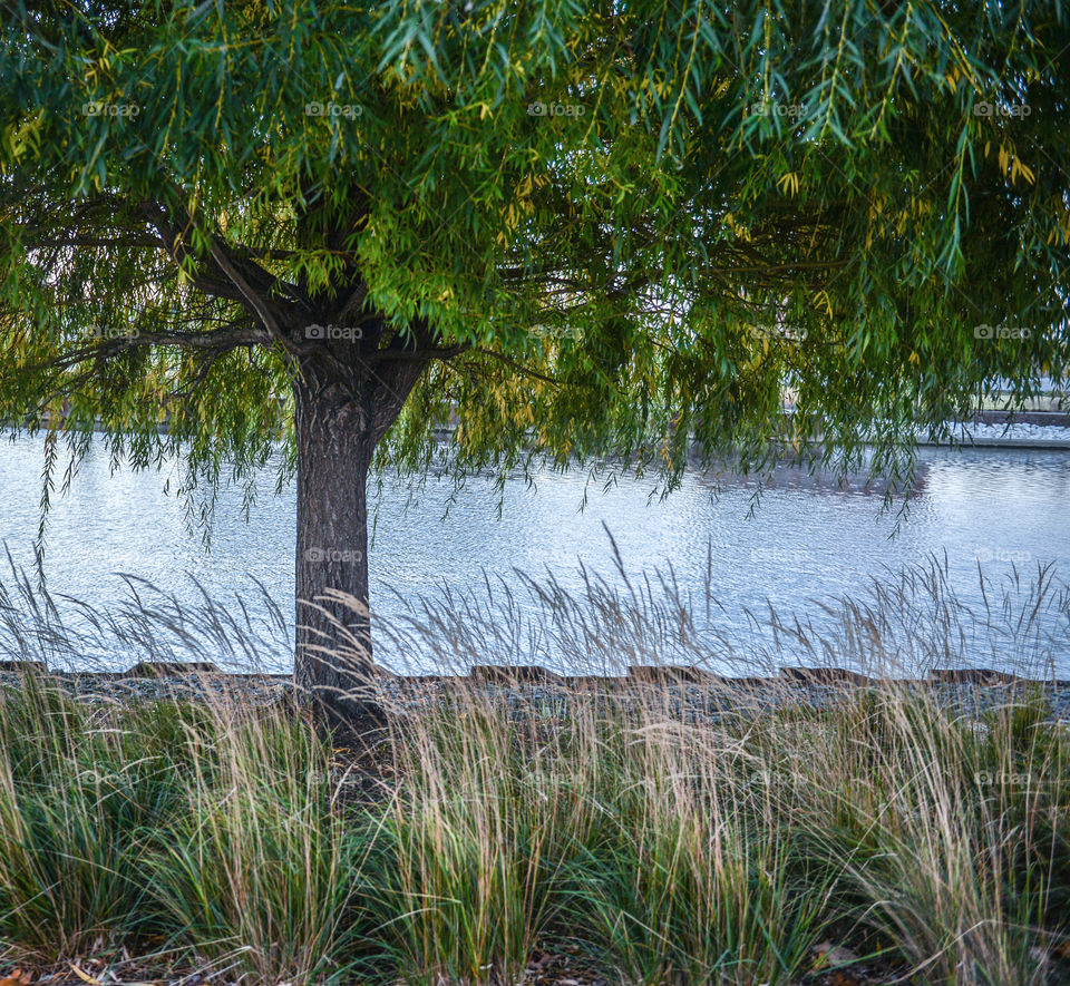 Willow tree on shoreline. Willow tree in Autumn along shoreline in Milwaukee, Wisconsin. 