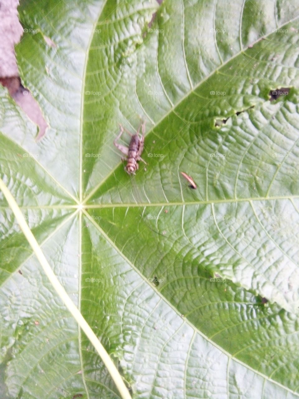 green,nice picture,new pics,cool pics,wow picture,A great photo,a photo for everyone,a memorable photo,a no. photo,a cherished photo, a beautiful photo,a great photo for the best people