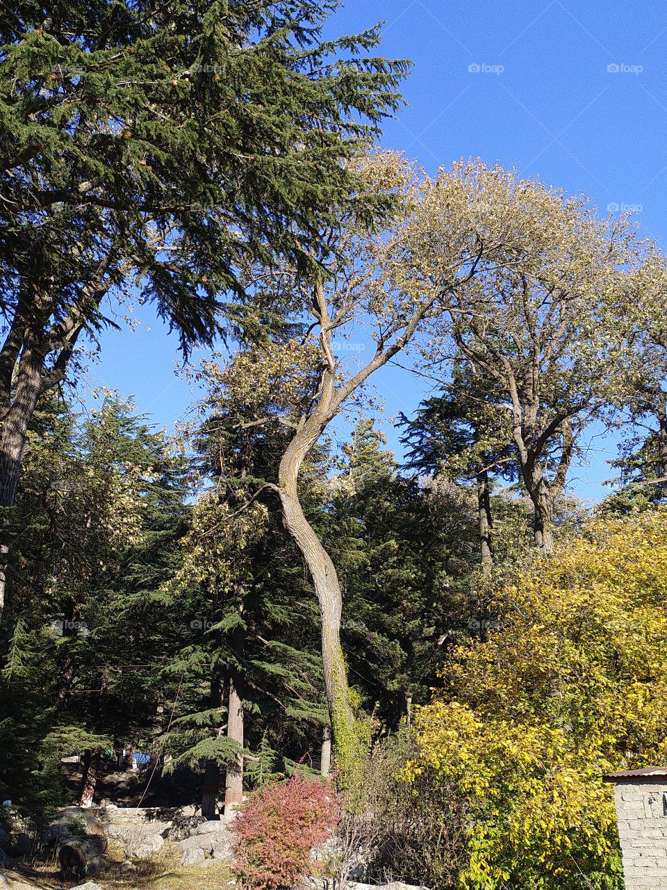 Wonderful view of natural beauty en route to Gangotri in the great Himalayas