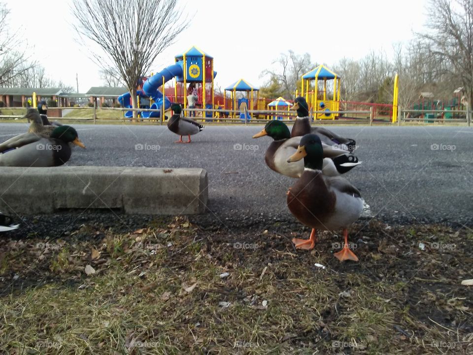 duck park