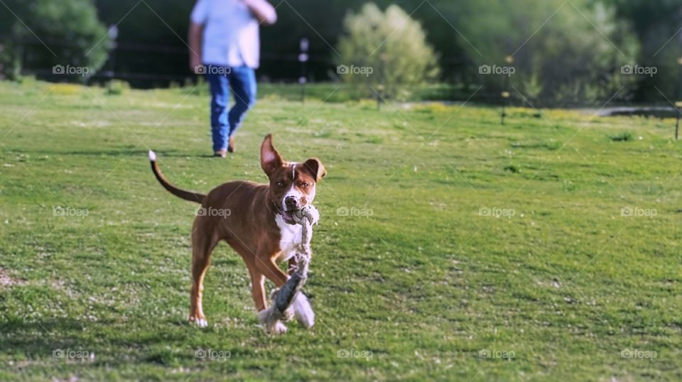 Summer memories of a man outside with his dog walking and playing with a rope bone