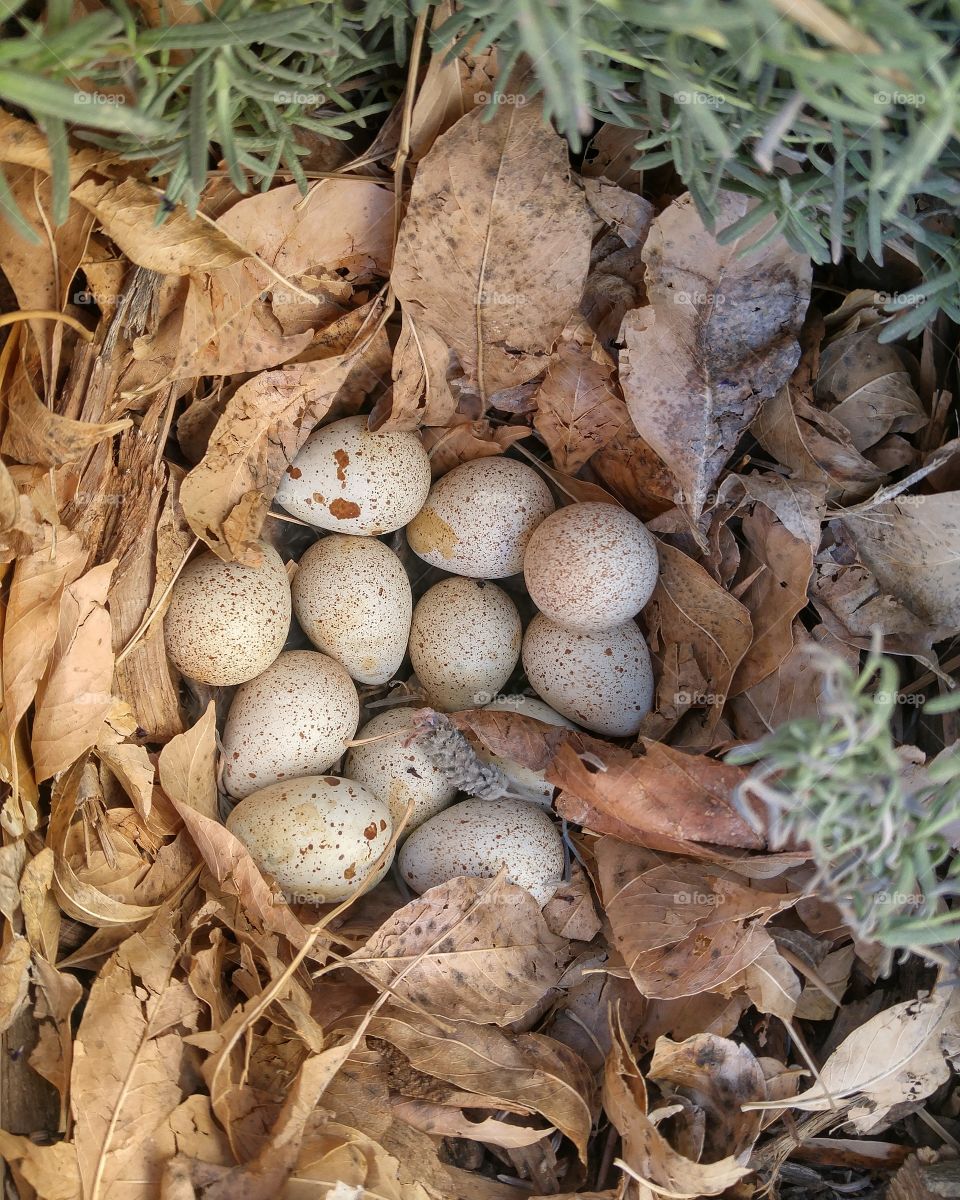 quail eggs