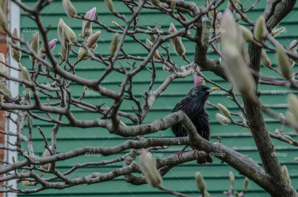 Close-up of bird perching on tree