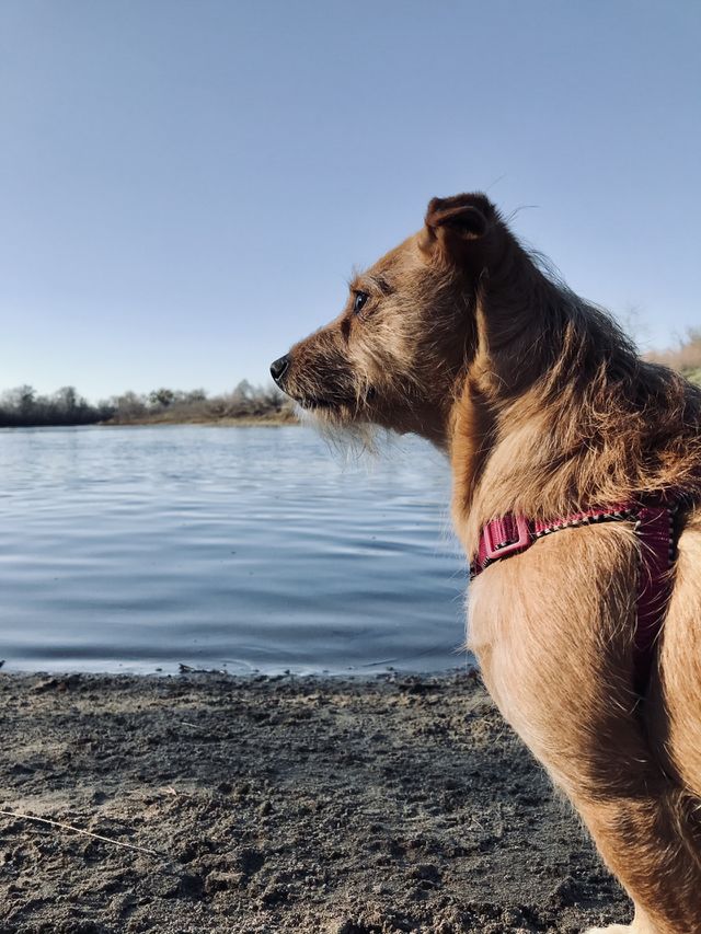 A Dog at the River