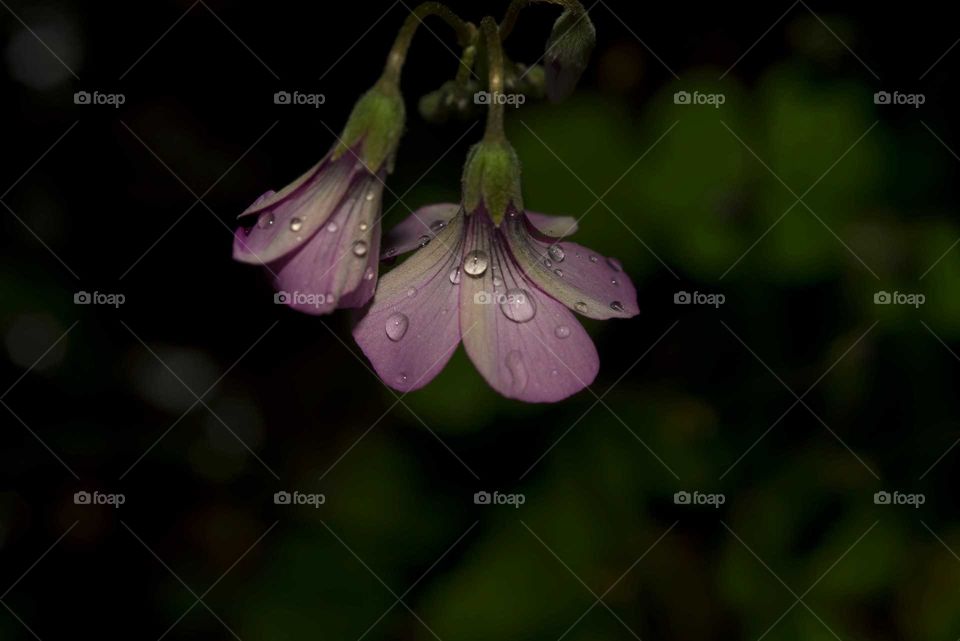 beautiful flowers isolated from background