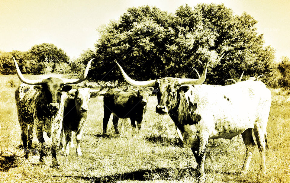 Longhorns on a Texas ranch