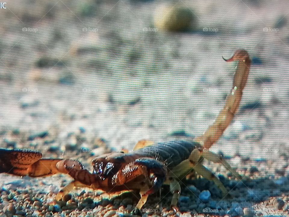 scorpion