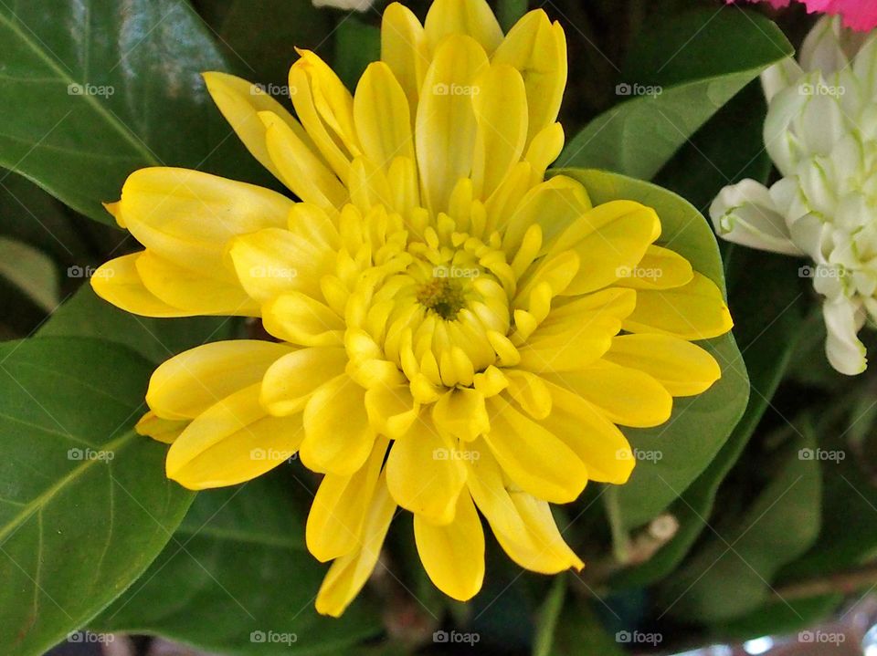 Yellow chrysanthemum