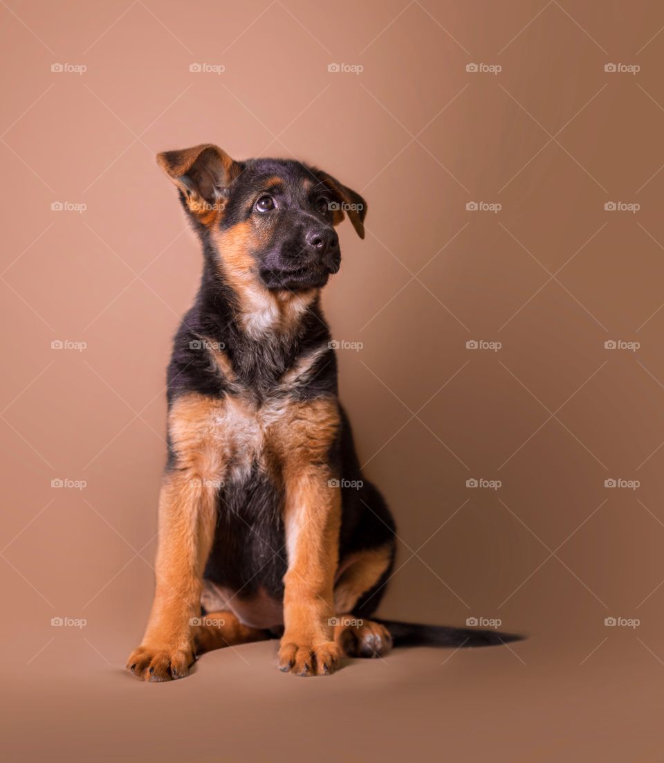 German shepherd puppy on light brown background 