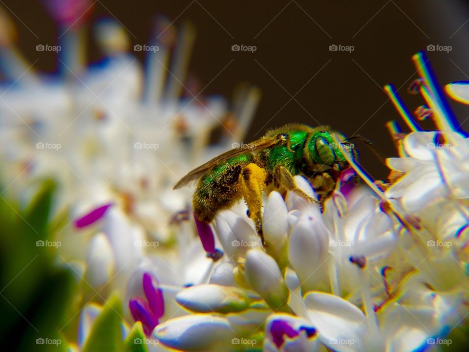 Green bee macro