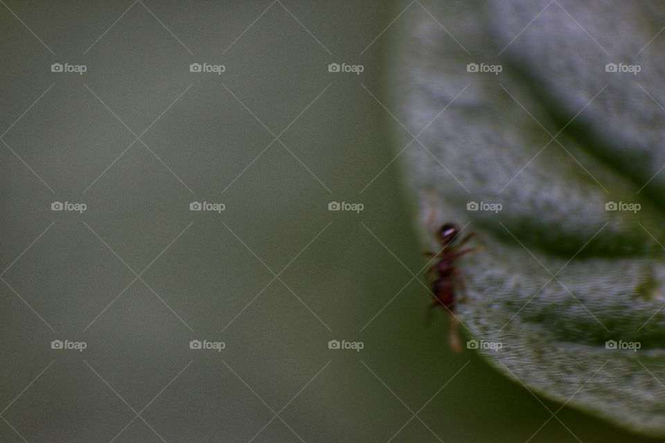 ant in edge of leaf