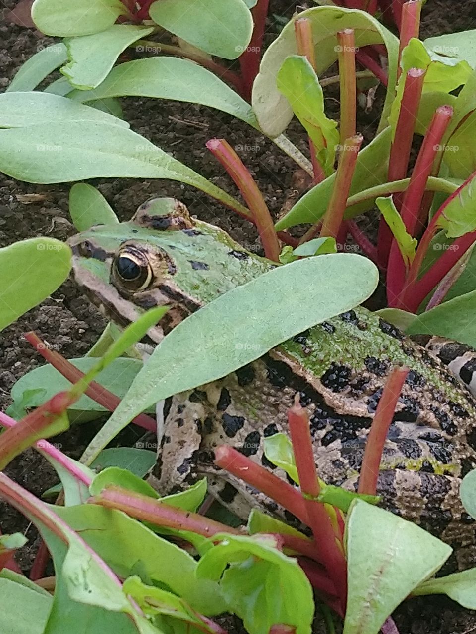 Nature frog