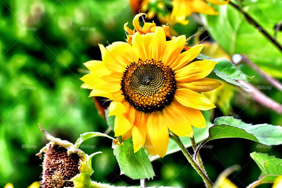 A beautiful yellow sunflower on a summer day in Indiana 