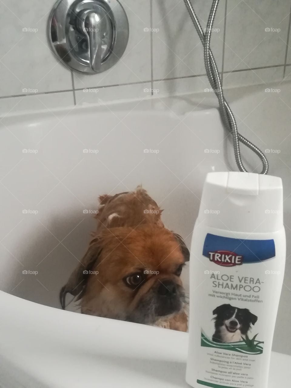 I wash my dog