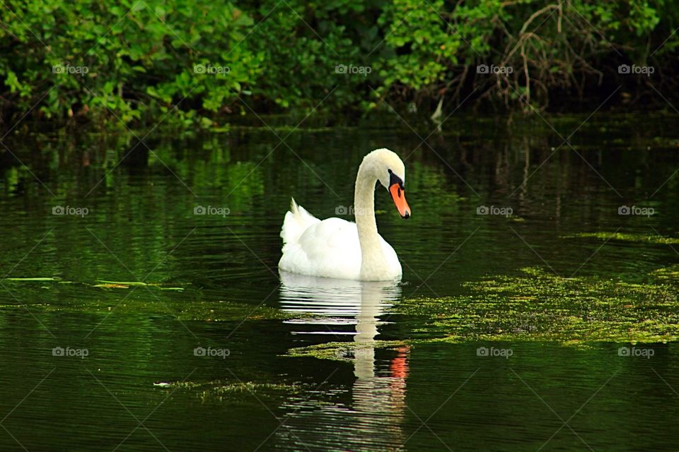 Pawnd swan. Four Ponds