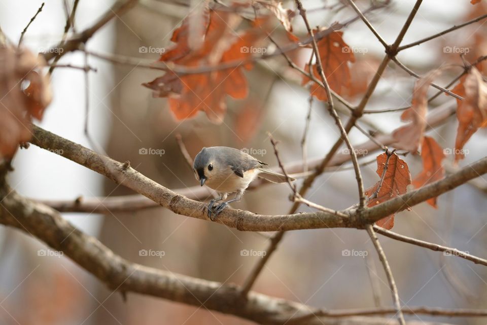 tufted titmouse with seed