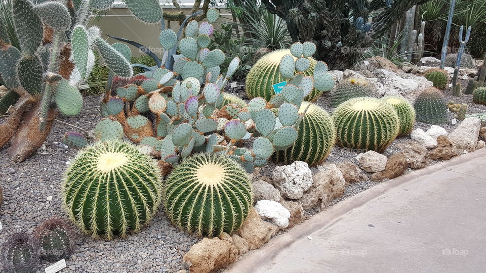 cactus