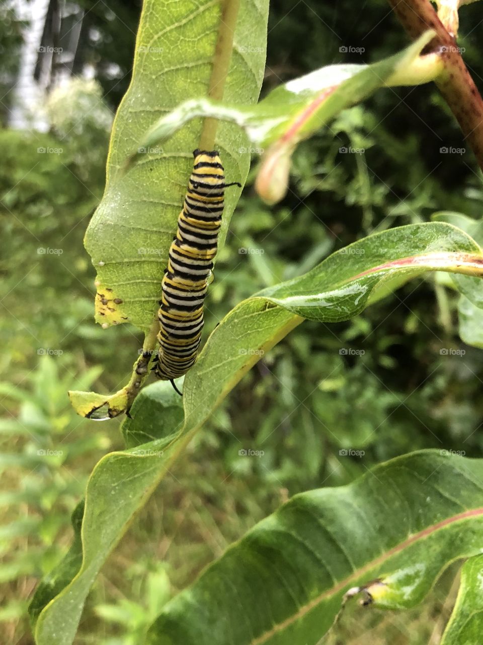 Caterpillar