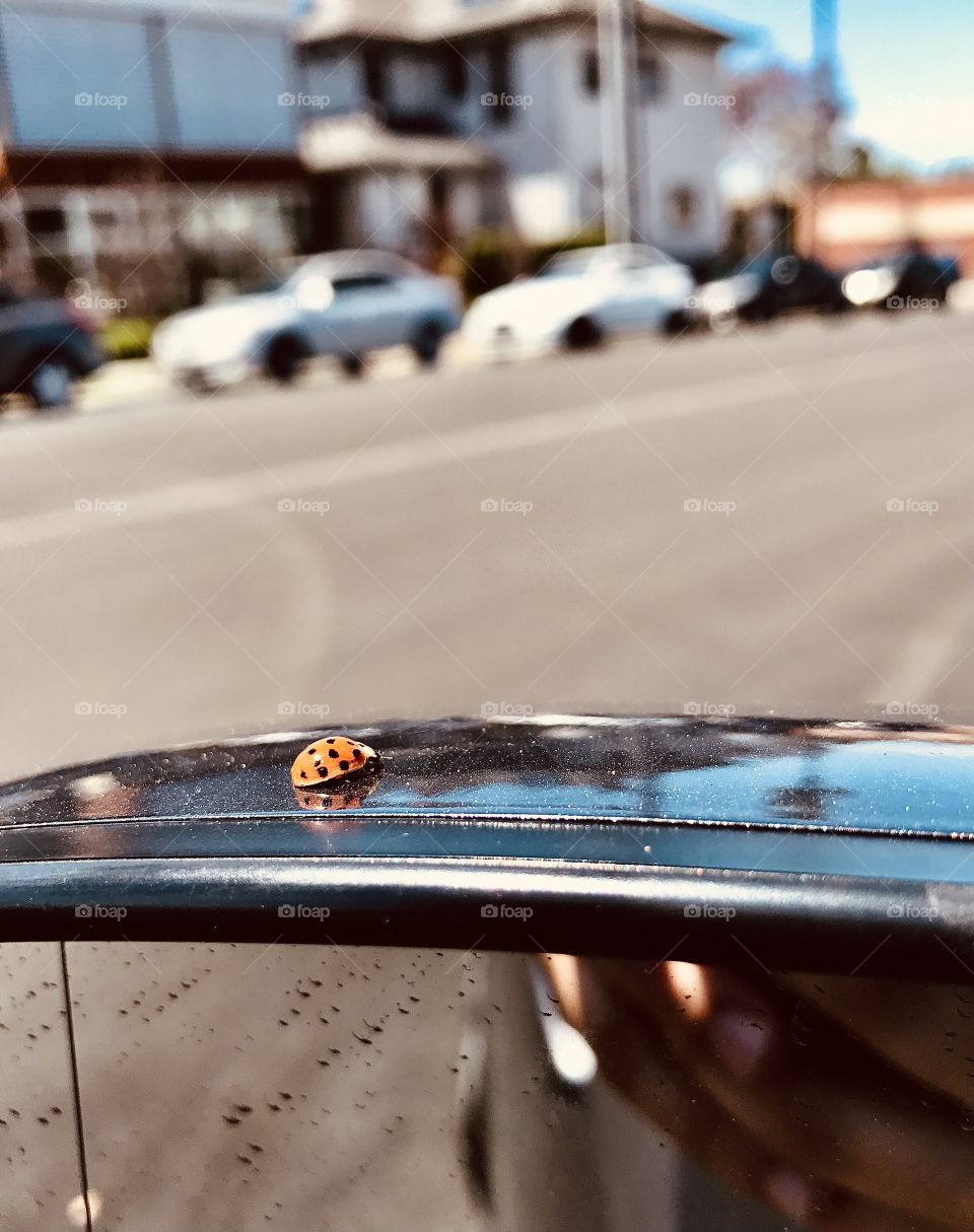 Ladybug won’t leave 