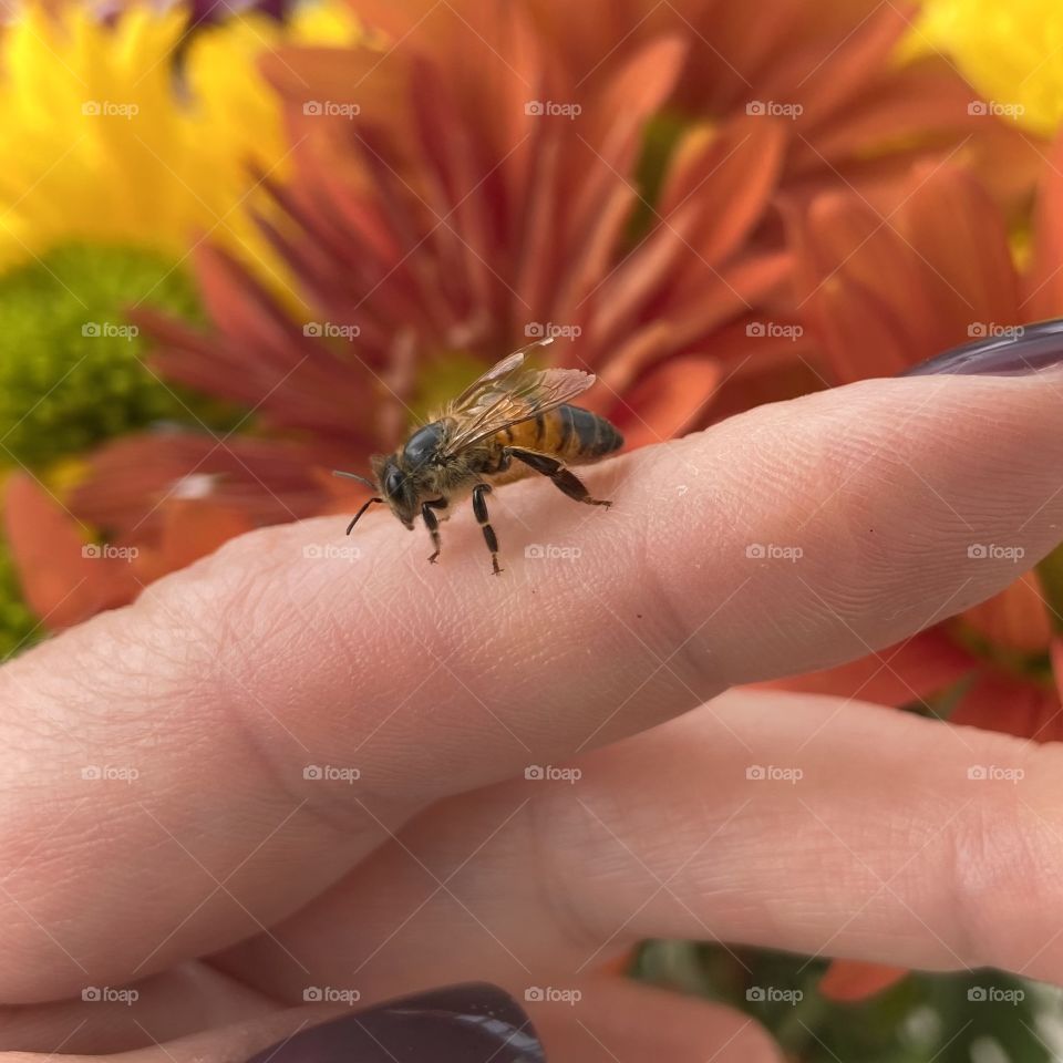 little worker bee 🐝