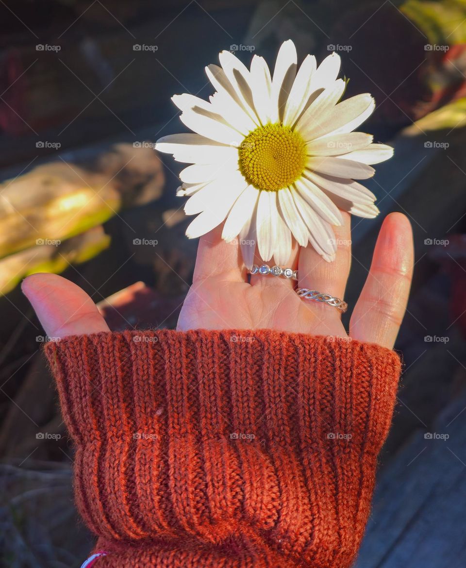 Fall magic. Fall light . Its finaly september and autumn. Beautiful daisy in my hand. Dressed me warm for the season.