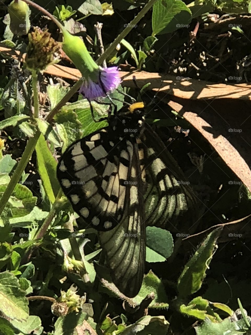 Butterfly 