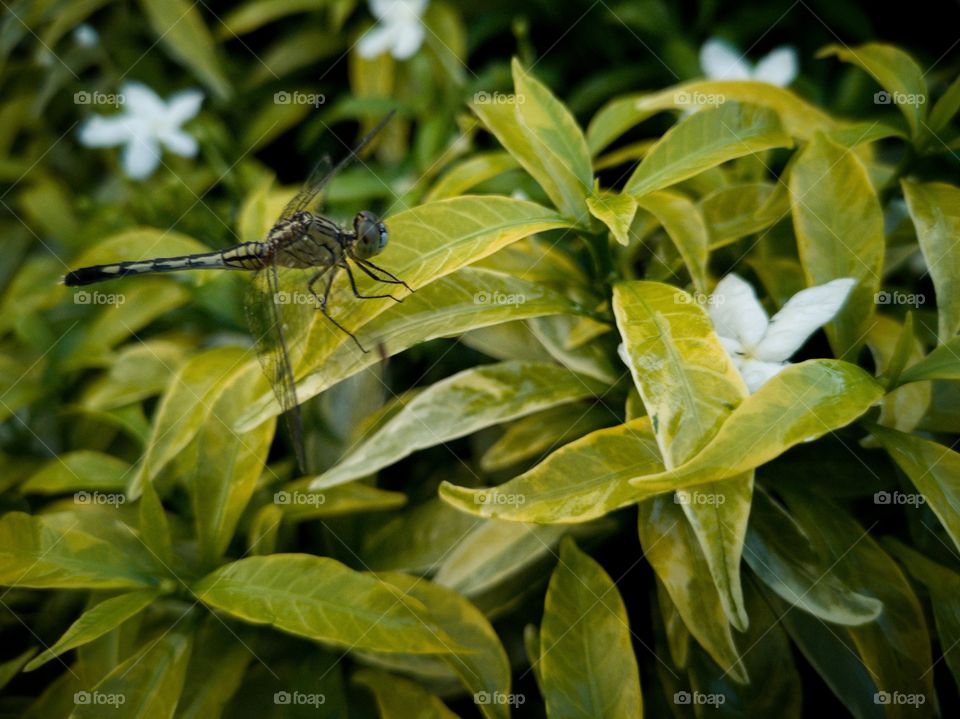 Dragonfly
