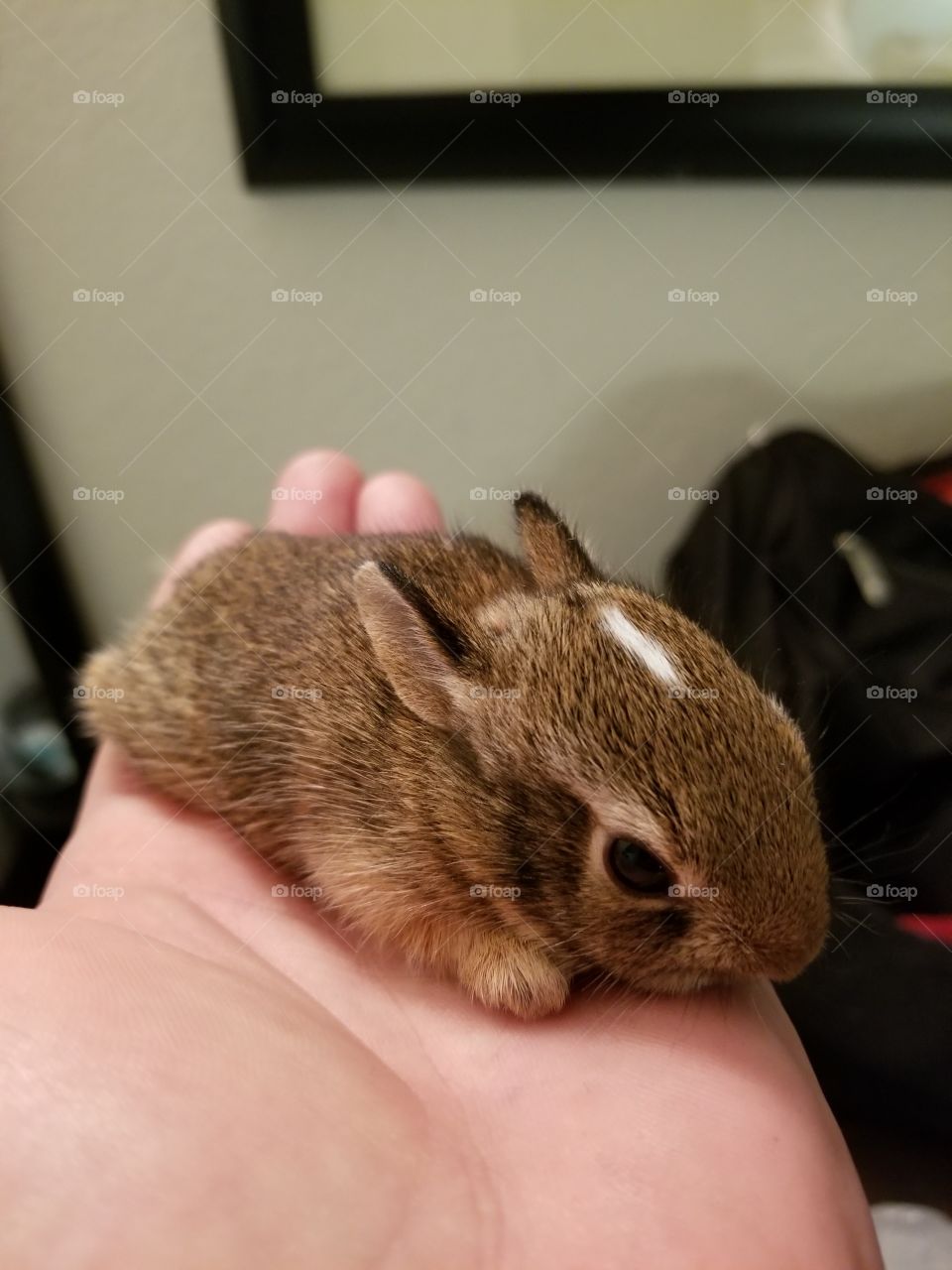 baby rabbit