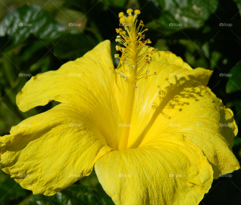 Yellow is my favorite color and it matches my disposition: cheerful and fun to be with, creative, critical of myself, and a perfectionist! Yellow is the best color to create enthusiasm for life and can awaken greater confidence and optimism! I love a challenge, particularly a mental challenge!