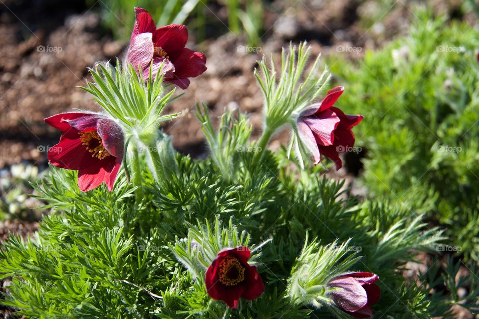 Pulsatilla vulgaris . Pulsatilla vulgaris 